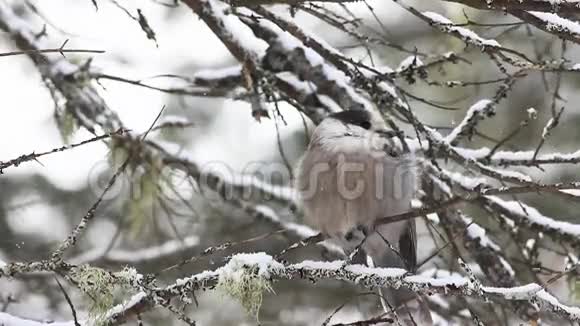 在安大略省阿尔冈昆一只灰色的杰伊一只金丝雀视频的预览图