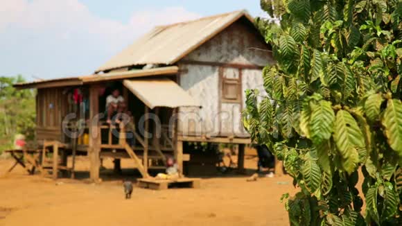 老挝的人们在村屋前种植咖啡树视频的预览图