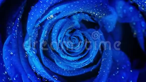 俯视美丽的抽象蓝色玫瑰旋转无缝循环关闭旋转玫瑰花蕾与水滴视频的预览图