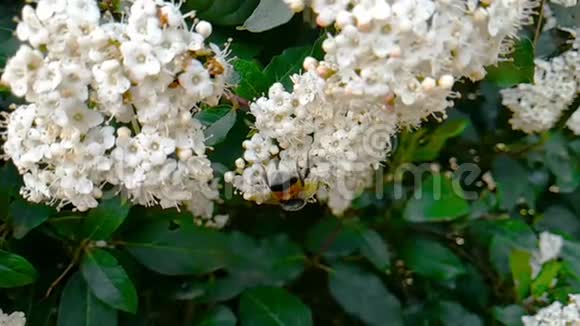 蜜蜂黄蜂花上的马蜂慢动作飞翔特写为花授粉春天来了大自然视频的预览图