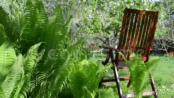 木椅果树视频的预览图