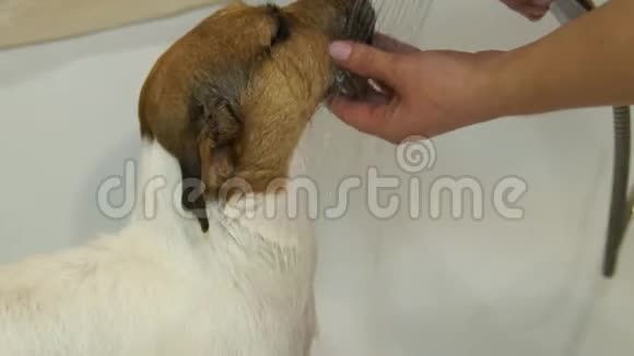 厕所里的狗洗衣服的狗杰克罗素猎犬视频的预览图
