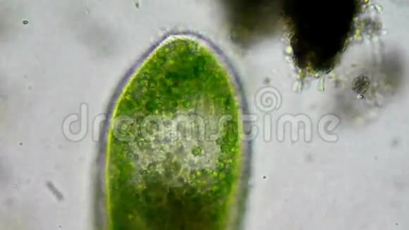 带有绿色细菌的脓疱视频的预览图