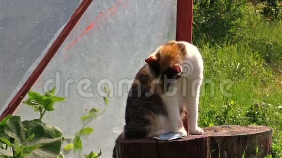 猫坐在树桩上老年妇女在温室里工作视频的预览图