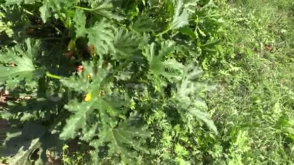 菜园中有绿叶的黄西葫芦视频的预览图