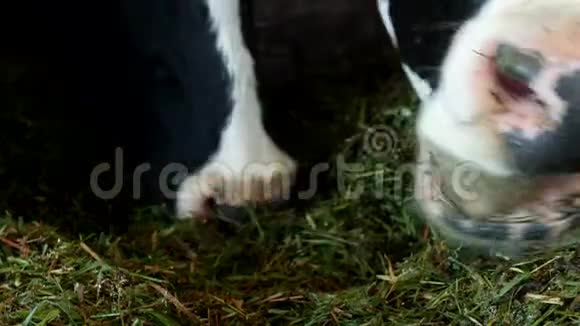一头长着白斑的黑母牛站在谷仓里吃草青贮特写牛嘴牛食和农业母牛视频的预览图