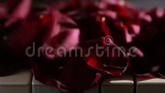 钢琴琴键上的玫瑰花瓣风吹散了玫瑰花瓣视频的预览图