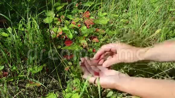手放野草莓视频的预览图