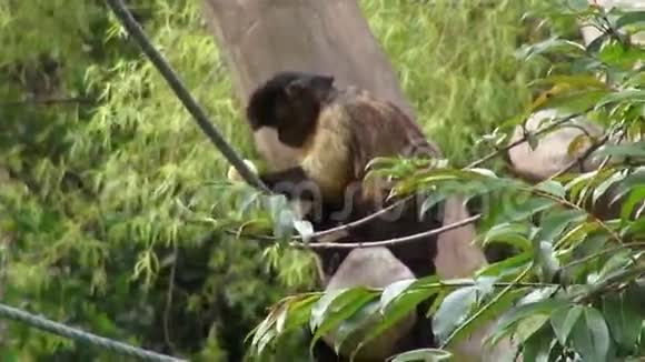 猴子进食灵长类动物动物园动物野生动物自然视频的预览图