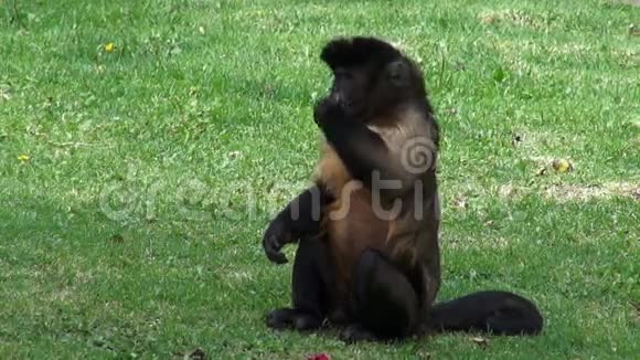 猴子进食灵长类动物动物园动物野生动物自然视频的预览图