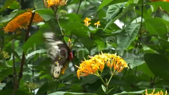 雌性绿色鸟翼蝴蝶喂食视频的预览图