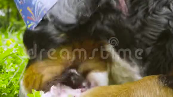 戴节日帽子的狗吃骨头视频的预览图