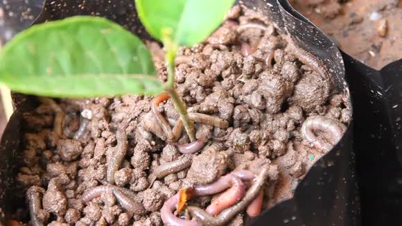 蚯蚓和植物在土壤中视频的预览图