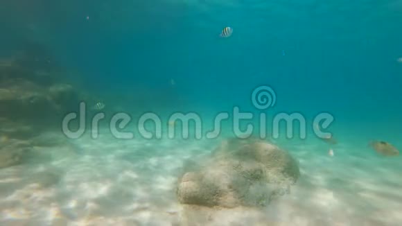 在美丽的海洋中拍摄许多热带鱼的慢镜头视频的预览图