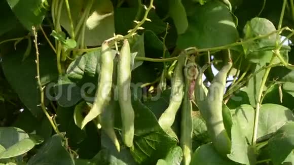 特写绿豆豆荚串叶移风园视频的预览图