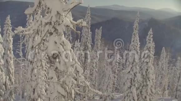西伯利亚山脉的冬季森林视频的预览图
