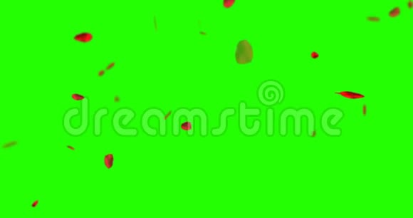 红玫瑰花瓣在彩色钥匙上飞舞绿色屏幕背景爱和情人节视频的预览图