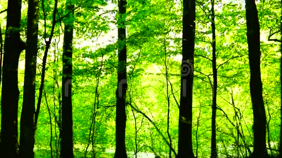 阳光明媚的午后阳光和声音在树林中倾斜视频的预览图