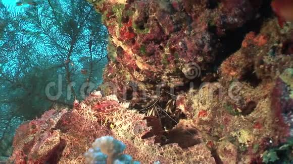 红海背景珊瑚上透明玻璃鱼学校视频的预览图