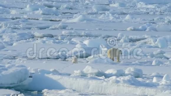 北极熊和幼崽视频的预览图