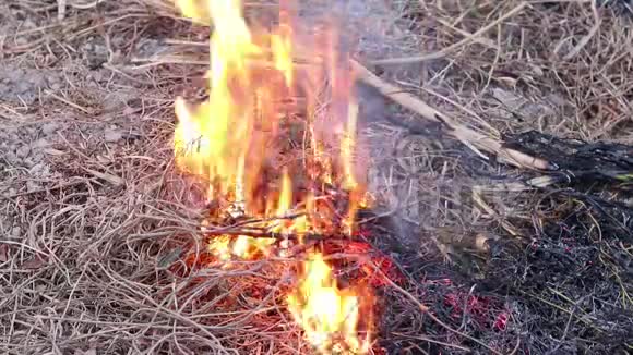 火焰燃烧林中枯草空气被烟雾污染火特写森林砍伐环境视频的预览图