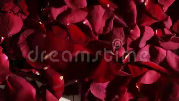 钢琴琴键上的玫瑰花瓣风吹散了玫瑰花瓣视频的预览图
