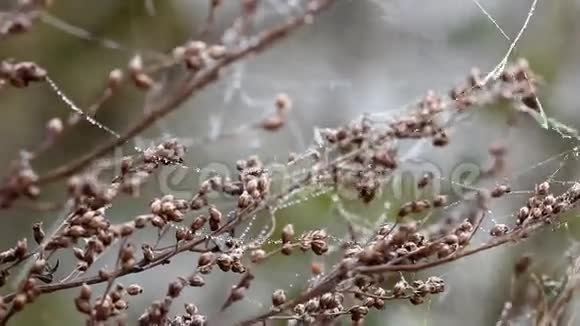 有蜘蛛网和露珠的树枝视频的预览图