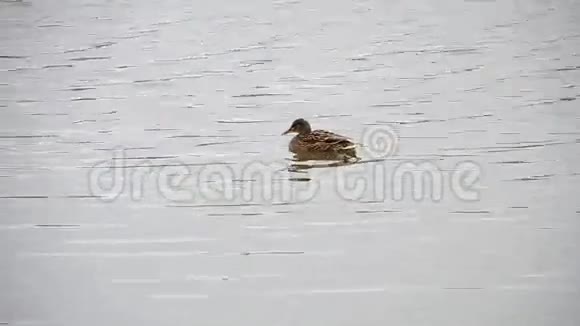 野鸭漂浮在池塘里视频的预览图