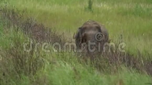 泰国高国家公园野象食叶视频的预览图