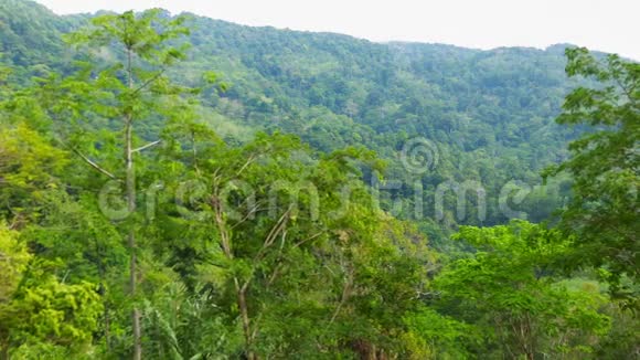 热带丛林中高大的树木视频的预览图