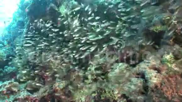 红海背景水下景观透明玻璃鱼之家视频的预览图