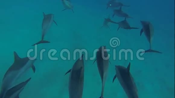 带潜水器的海豚视频的预览图