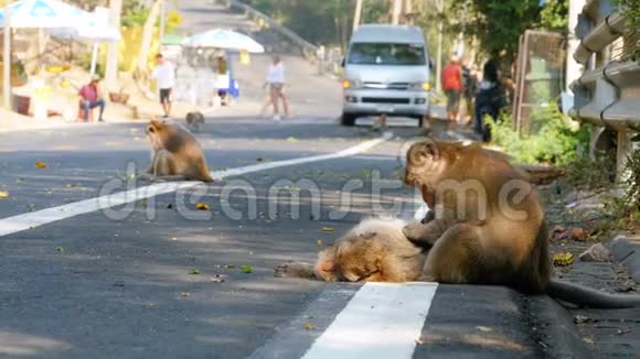 猴子沿着泰国丛林之路走视频的预览图