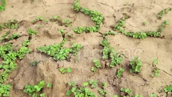 干旱时干裂的土壤干旱时植物的生长视频的预览图