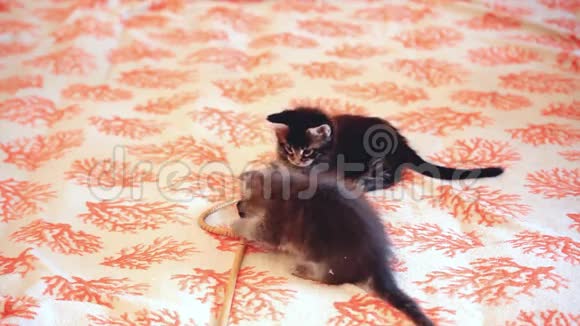 两只可爱的搞笑缅因号小猫1920x1080视频的预览图