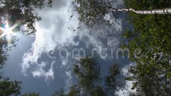 高树和蓝天视频的预览图
