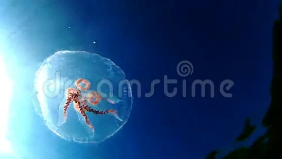 水母在波罗的海游泳视频的预览图