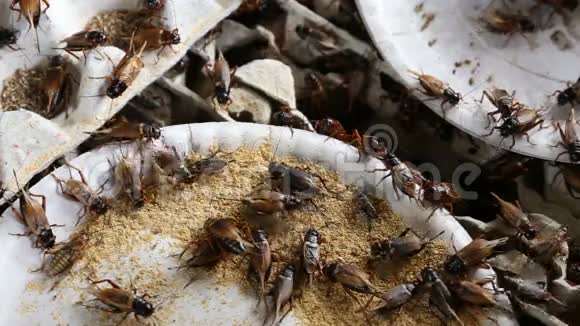 工业农场的蟋蟀视频的预览图