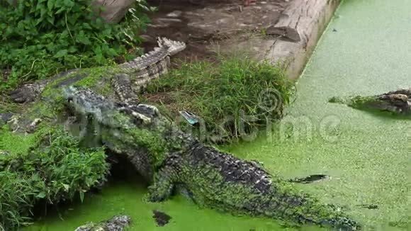 鳄鱼或鳄鱼从河中或池塘中攀爬或行走视频的预览图