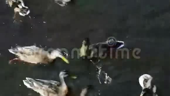 野鸭在河里抓面包视频的预览图