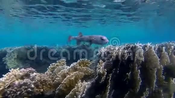 豪猪鱼在镜头前游泳视频的预览图