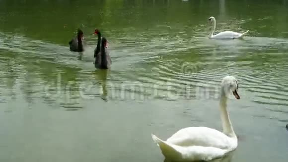黑白天鹅在湖中觅食全高清视频的预览图