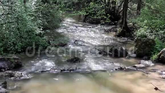 春天森林里的河流视频的预览图