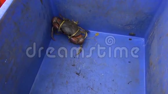 塑料盒子里的活蟹印度科奇市场视频的预览图