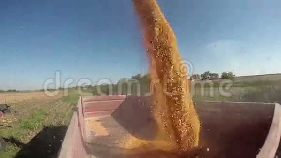 刚收获的玉米谷物视频的预览图