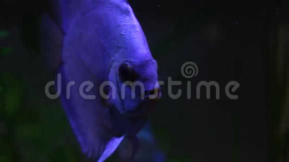 水族馆里的蓝色铁饼鱼视频的预览图