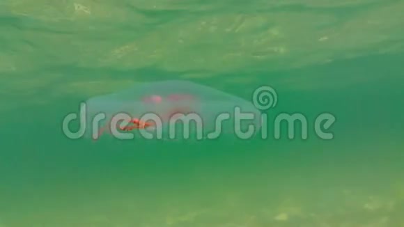 水母在波罗的海游泳视频的预览图