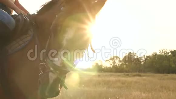 一匹美丽的棕色马在阳光下的剪影视频的预览图