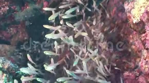 红海珊瑚透明玻璃鱼学校视频的预览图