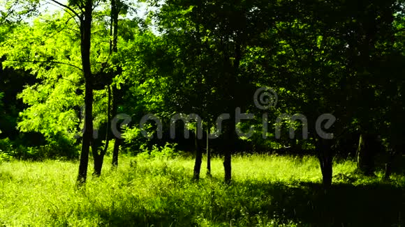 森林树木背景绿色自然景观阳光林八月潘视频的预览图